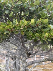 Nothofagus betuloides