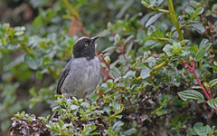 Pseudospingus verticalis