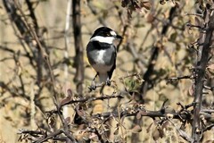 Lanioturdus torquatus