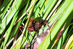 Tettigoniinae