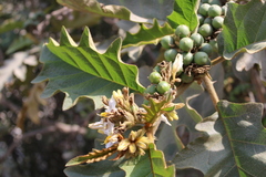 Solanum chrysotrichum