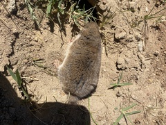 Cryptomys hottentotus