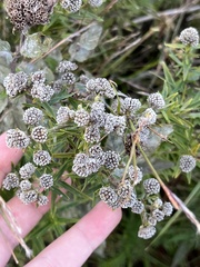 Pycnanthemum