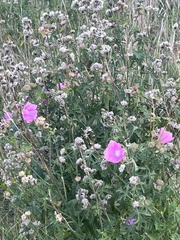 Pycnanthemum