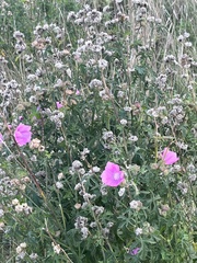 Pycnanthemum