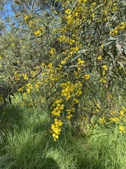 Phyllodineae