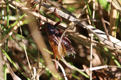 Tettigoniinae