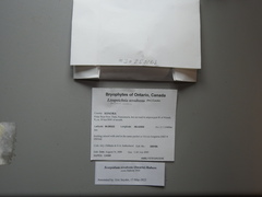 Scorpidium revolvens