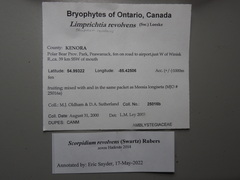 Scorpidium revolvens