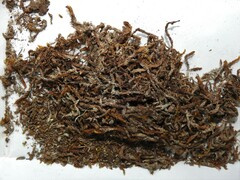 Scorpidium revolvens