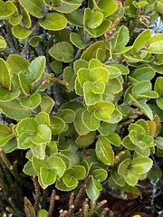 Nothofagus pumilio