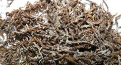 Scorpidium revolvens