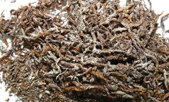 Scorpidium revolvens