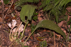 Acanthophippium striatum