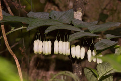 Polygonatum arisanense