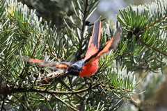 Pericrocotus ethologus