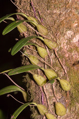 Bulbophyllum retusiusculum