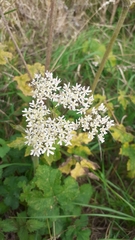 Heracleum sphondylium