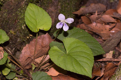 Viola shinchikuensis