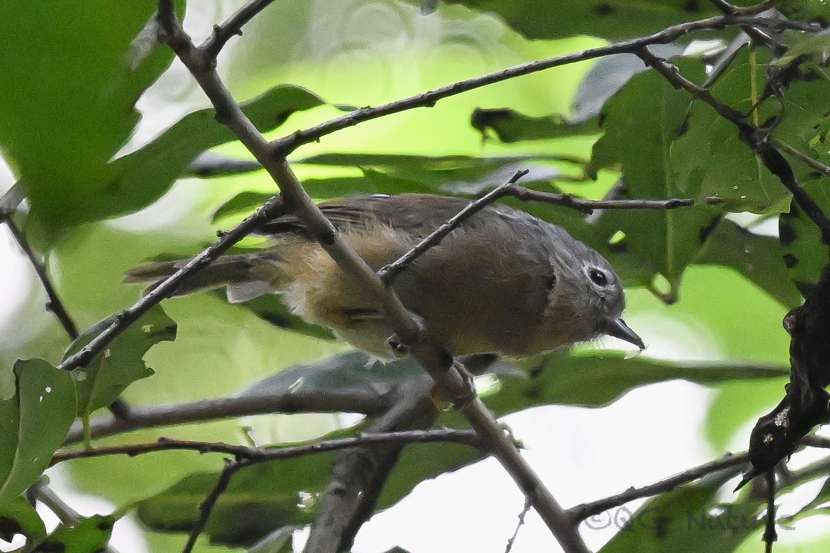 Yunnan Fulvetta
