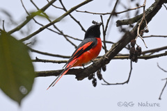 Pericrocotus ethologus