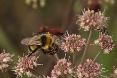 Muscidae