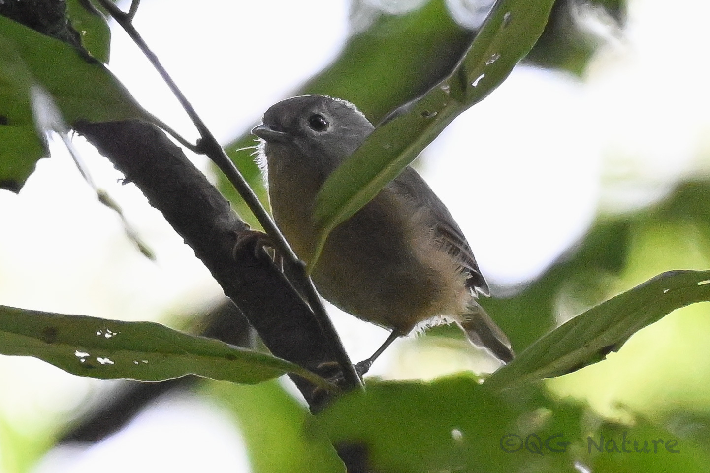 Yunnan Fulvetta