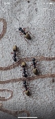Dolichoderus scabridus
