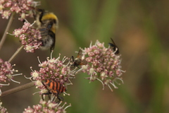 Muscidae