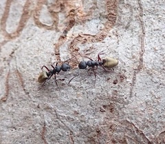 Dolichoderus scabridus