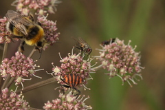 Muscidae