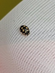 Coccinula quatuordecimpustulata