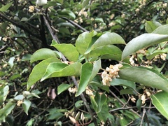 Elaeagnus thunbergii