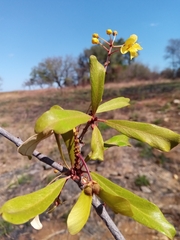 Acridocarpus excelsus