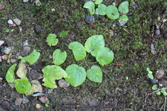 Viola rotundifolia