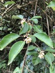 Elaeagnus thunbergii