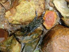Metopograpsus thukuhar