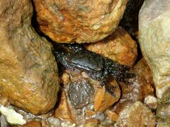 Metopograpsus thukuhar