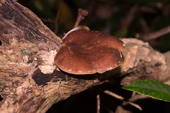 Lentinula edodes