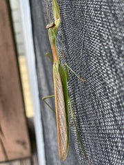 Tenodera angustipennis