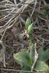 Ophrys