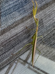 Tenodera angustipennis