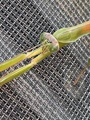 Tenodera angustipennis