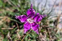 Dianthus hyssopifolius