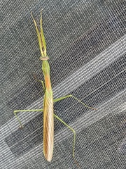 Tenodera angustipennis