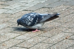 Columba livia domestica