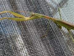 Tenodera angustipennis