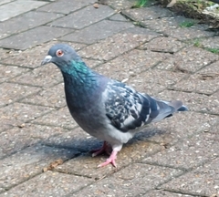Columba livia domestica