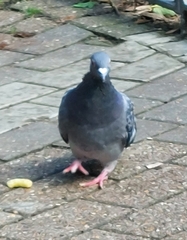 Columba livia domestica