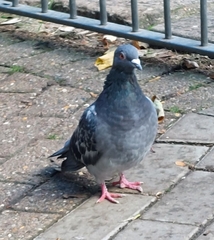 Columba livia domestica